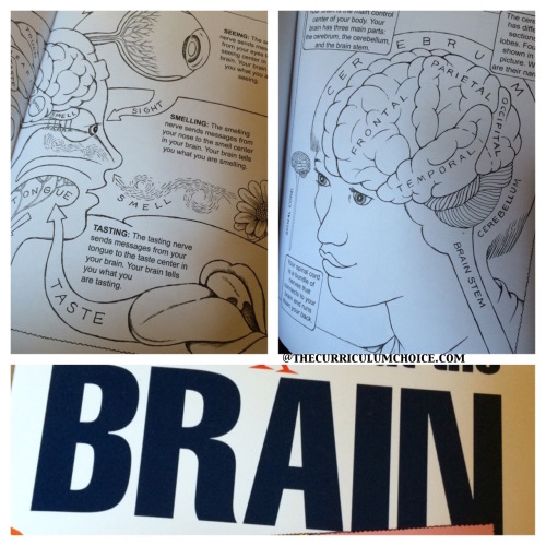 Dover Publications First Book About the Brain