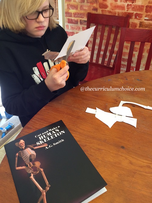 Cut and Make a Skeleton with Dover Publications for Homeschool