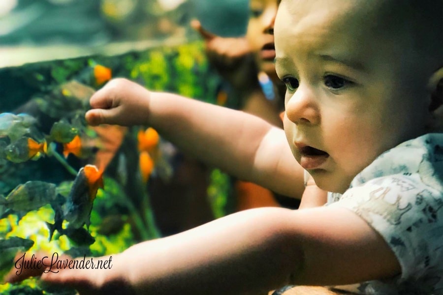 National Aquarium Month