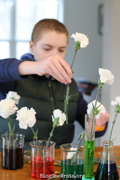 teen boy adding flowers to colored water in beakers. When is it time to take chemistry plus Chemistry High School Curriculum for Homeschool